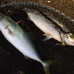 タチウオとツバス