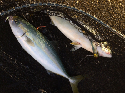 タチウオとツバス