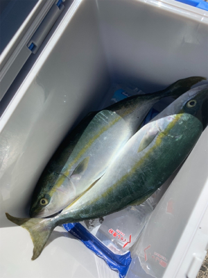 イカ調査＆ライトショア