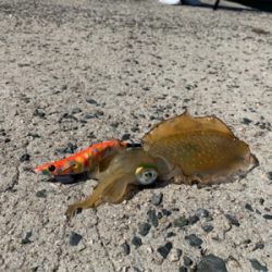 シーズンイン！