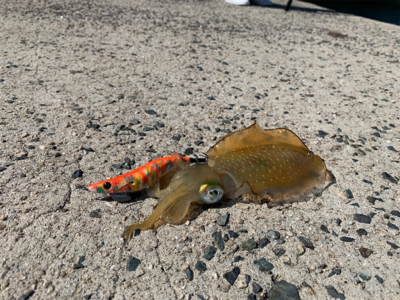 シーズンイン！