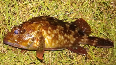 アジンガー1810〜1830