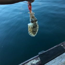 アオリイカを求めて⑤