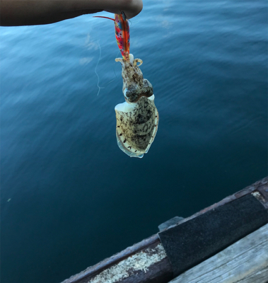 アオリイカを求めて⑤