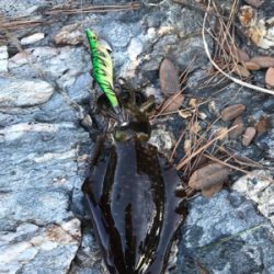 エギング・アジング釣果