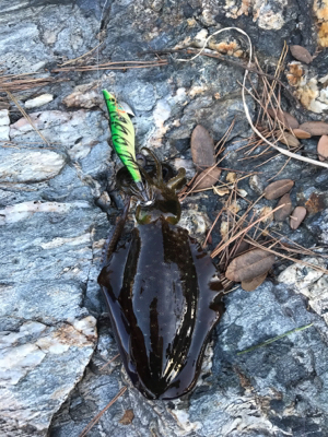 エギング・アジング釣果