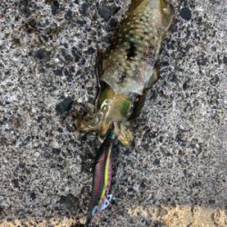 シンコ調査第３弾