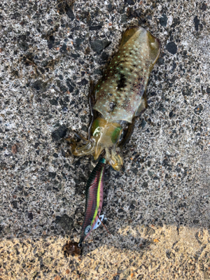 シンコ調査第３弾