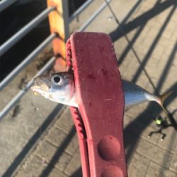 アジングロッドでジグサビキゲーム