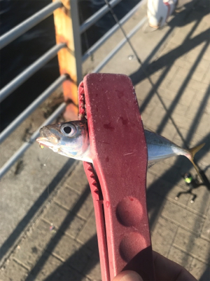 アジングロッドでジグサビキゲーム