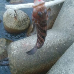 アオリイカ3杯！！　小キジハタ5匹