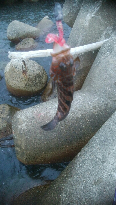 アオリイカ3杯！！　小キジハタ5匹