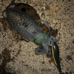 シンコ調査第4弾