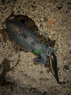 シンコ調査第4弾