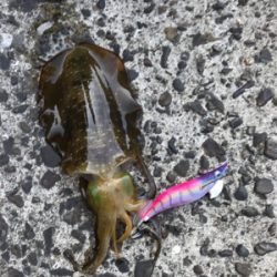 御坊から衣奈までランガン❗️