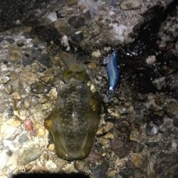 月曜日から仕事帰りのエギング