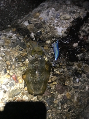 月曜日から仕事帰りのエギング