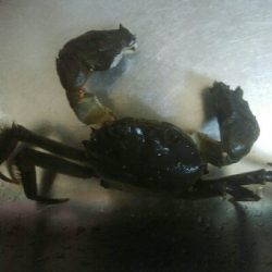 アオリイカ7杯！！　おまけにモクズカニ1匹！