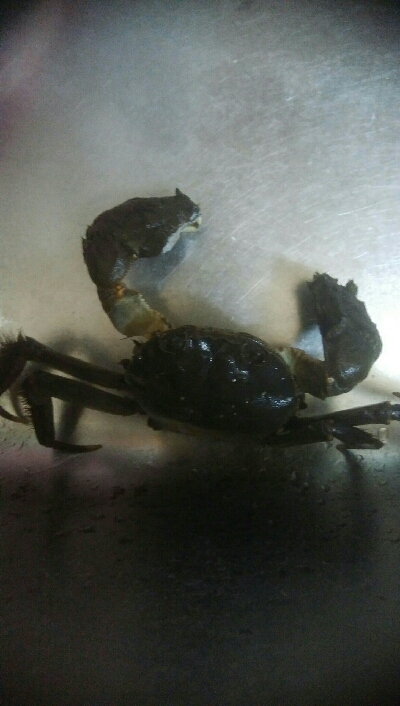 アオリイカ7杯！！　おまけにモクズカニ1匹！