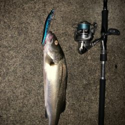 AbuGarcia ワンカレント