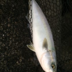 タチウオとツバス