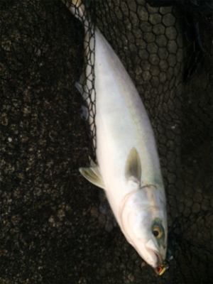 タチウオとツバス