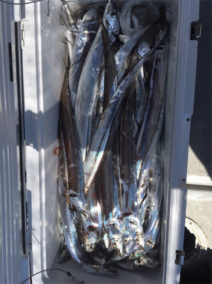 初タチウオジギング