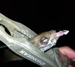 ナイト豆アジング