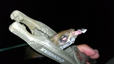 ナイト豆アジング