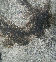 アオリイカ7杯！！