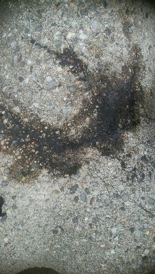 アオリイカ7杯！！