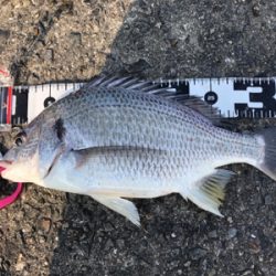 青物狙いのショアジギングで釣れた魚は?