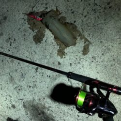 深夜からエギング