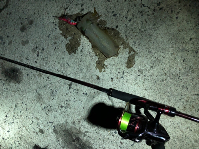 深夜からエギング