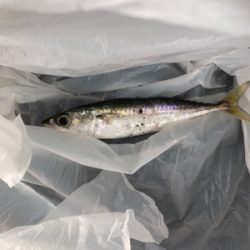 帰宅途中の30分アジング