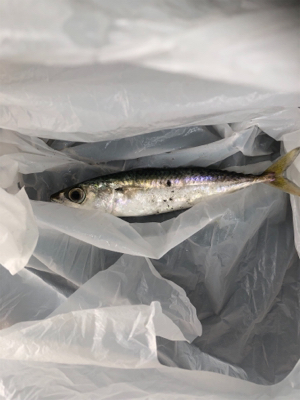 帰宅途中の30分アジング