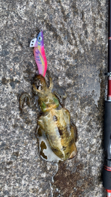 ショアジギで凹まされ…