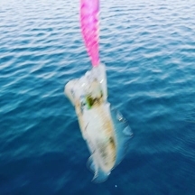 エギング釣行その４１