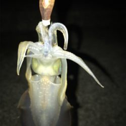 ケンサキは釣れずアオリの新子(^^)