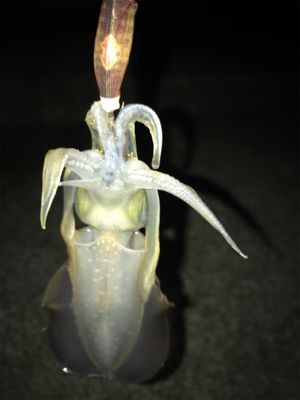 ケンサキは釣れずアオリの新子(^^)