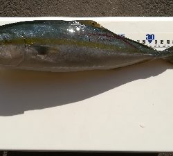 朝マズメ釣行