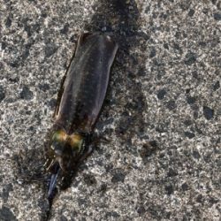 2時間のみの釣行