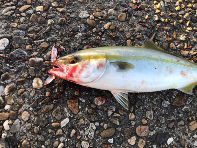 高砂の朝は熱い!