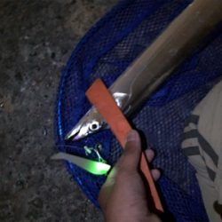 念願のタチウオ！