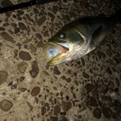 涼しくなったので