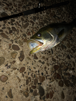 涼しくなったので