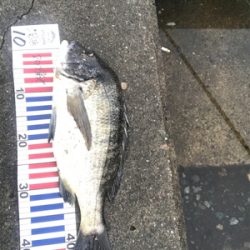 スズキ、チヌ釣行