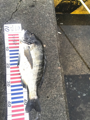 スズキ、チヌ釣行