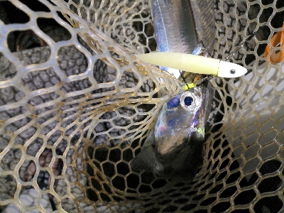 やっと太刀魚シーズンです