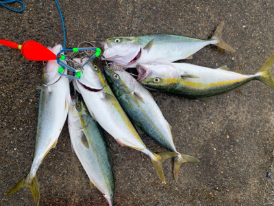 爆釣ツバス〜ハマチ♫